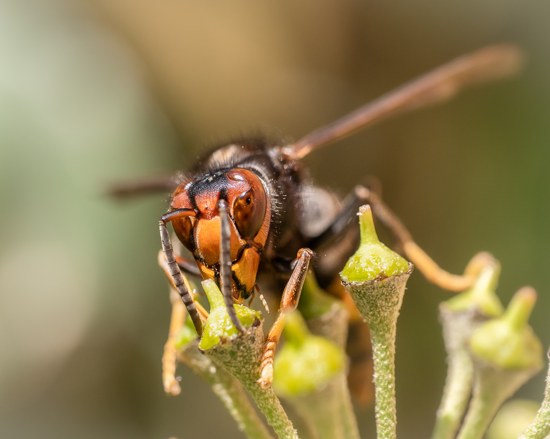 Asian Hornet on Ivy in Paris